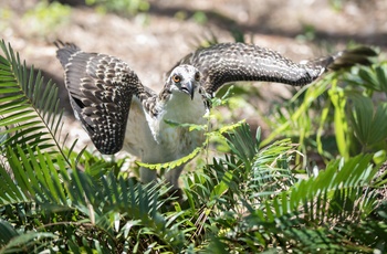 Ørn i Eagles Heritage, Western Australia