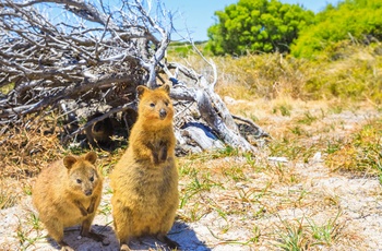 Quokka - små kænguruer på øen Rottnest Island - Western Australia