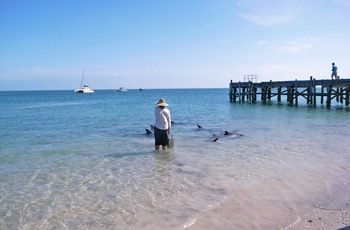 Delfiner i Monkey Mia, Shark Bay i Western Australia