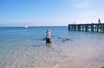 Delfiner i Monkey Mia, Shark Bay i Western Australia