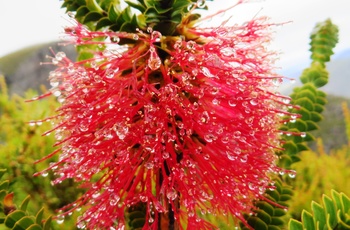 Rød blomst i Stirling Range National Park, Western Australia