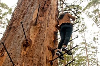 The Glouchester Tree ved Pemberton i Western Australia
