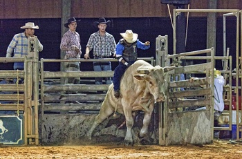 Rodeo show på Westgate River Ranch i Florida - USA