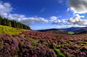 Lyngen blomstrer på Wicklow Mountains