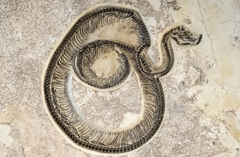 Fossil i besøgscenteret - Fossil Butte National Monument i Wyoming - USA