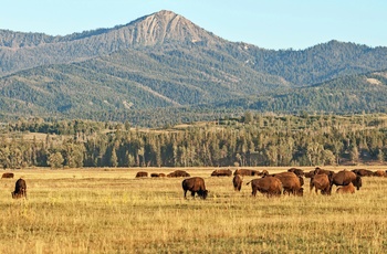 Bison flok i Grand Teton National Park i Wyoming, USA