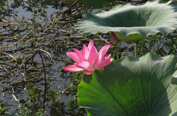 Water Lilly i Yellow Waters, Kakadu National Park, Northern Territory