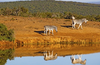 Zebraer Addo-området Eastern Cape - Sydafrika