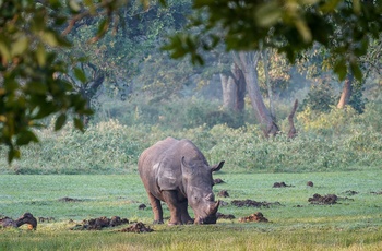 Enlig næsehorn i Ziwa Rhino Sanctuary - Uganda