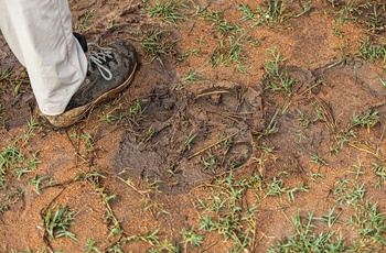 Fodspor fra et næsehorn i sammenligning til en menneskefod i Ziwa Rhino Sanctuary - Uganda