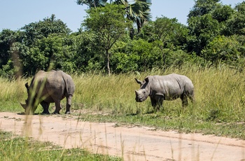 2 næsehorn i Ziwa Rhino Sanctuary - Uganda