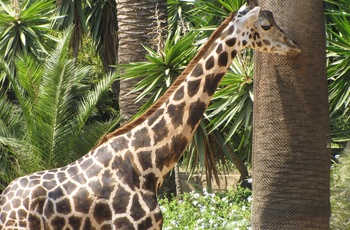 Giraf i zoo