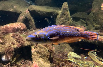 Atlanterhavsparken i Ålesund, Norge - farvet fisk i akvariet