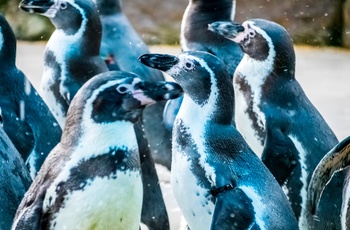 Atlanterhavsparken i Ålesund, Norge - pingviner
