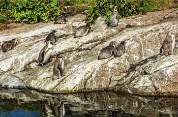 Atlanterhavsparken i Ålesund, Norge - pingvinflok på klipperne