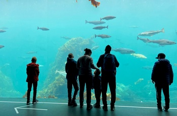 Atlanterhavsparken i Ålesund, Norge - stortanken med 4 millioner liter vand