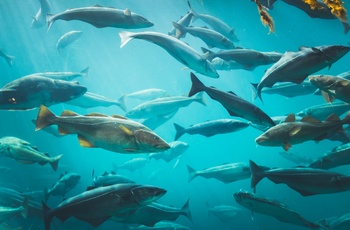 Atlanterhavsparken i Ålesund, Norge - stime  af fisk i stortanken