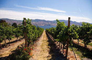 Vinamarker i Okanagan Valley i Canada 