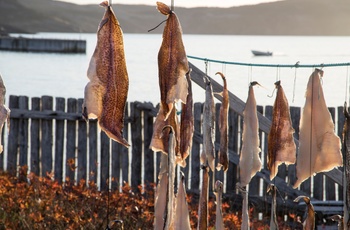 Tørfisk på Newfoundland i Canada 