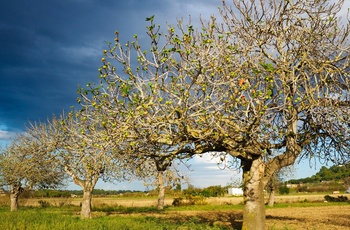 Figentræer, Eurobike