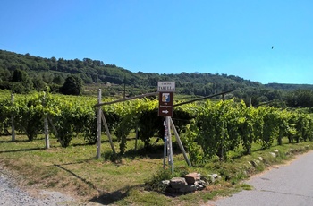 Vinmarker i Piemonte, Eurobike