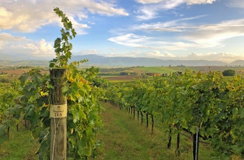 Vinmark i Umbrien, Italien