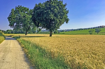 Grussti forbi vinmark i Umbrien, Italien