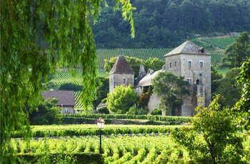 Idyllisk vingård i Bourgogne, Frankrig