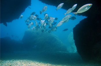 Marinereservatet ved Cerebere, Frankrig