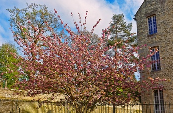 Musée de la Tapisserie i Bayeux med blomsterhave, Normandiet Frankrig