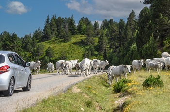 Plateau de Beille i de franske Pyrenæer - på vejen op kan du møde kvæg