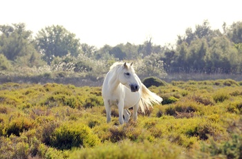 Hvid hest i vådområdet ved Saintes Maries-de-la-mer, Frankrig