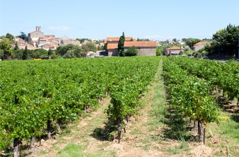 Vinmark uden for Valras-Plage, Frankrig