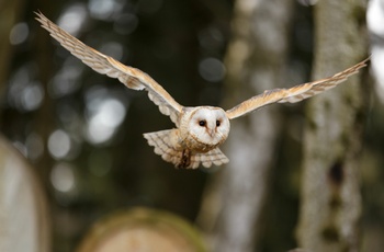 Ugle fra Harry Potter universet - glæd dig til road trip gennem England og Skotland