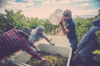 Vinbønder i marken på Sunnyslope vinrute nær Boise, Idaho