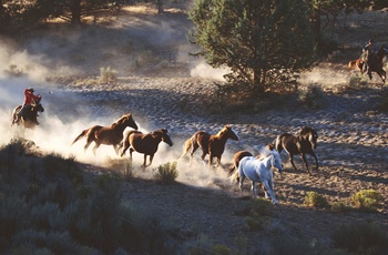 Cowboys på prærien i USA