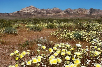 Ørkenplanter i Death Valley