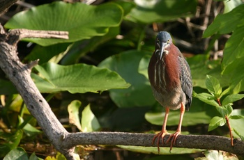 Dyreliv i Everglades Nationalpark i Florida, USA