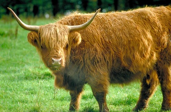 Highland Cow - Skotland