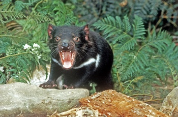 Fauna; Tasmanian Devils;AT.jpg
