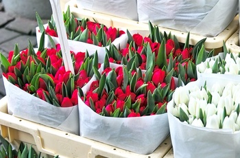 Tulipaner på markeder i Amsterdam