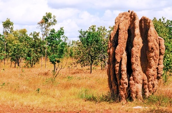 Termitbo i Kakadu Nationalpark - Northern Territory i Australien