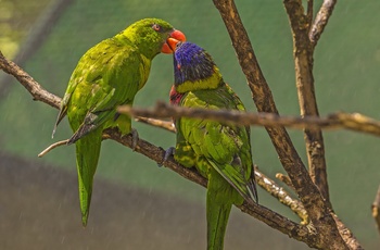 Farverig papegøje i Australien