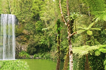 Millaa Millaa Falls - vandfald i Queensland