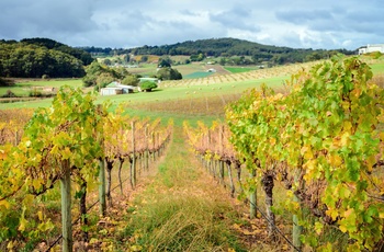 Vinmarker i det sydlige Australien