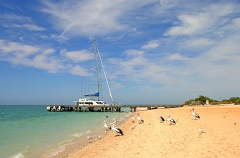 Strand med pelikaner ved Monkey Mia - Western Australia