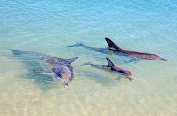 Delfiner i Monkey Mia - Western Australia