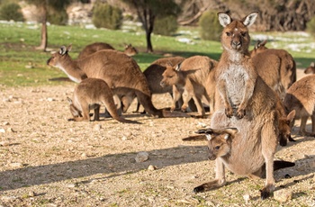 Kænguruer på Kangaroo Island i Australien