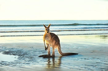 Kænguru på strand i Australien