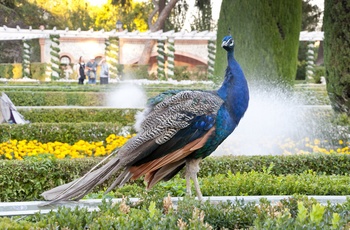 Påfugl i El Retiro-parken i Madrid